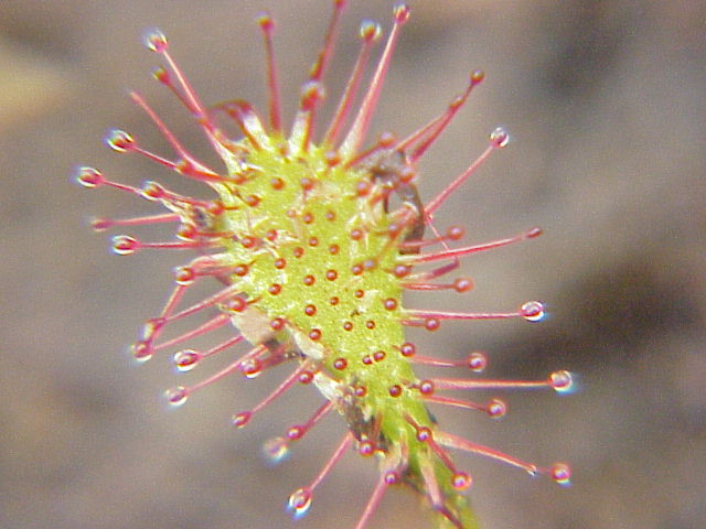 Drosera intermedia Mažalapė saula&scaron;arė