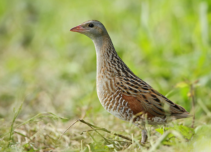 Griežlė