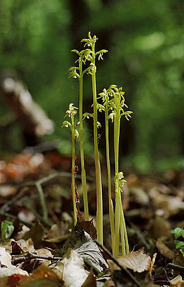 Nariuotoji ilgalūpė Corallorrhiza trifida